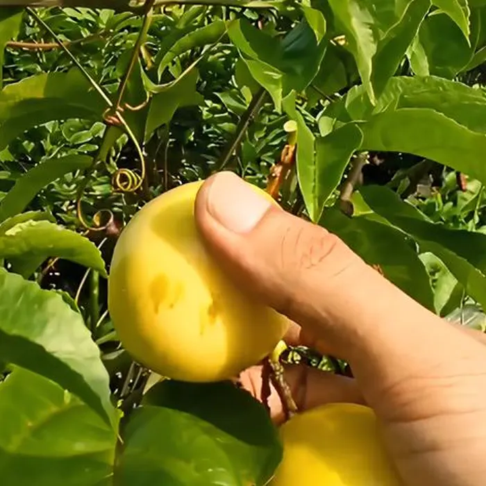 markisa kuning3
