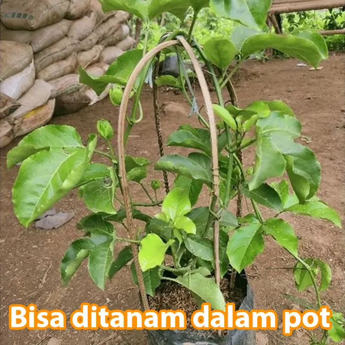 markisa kuning8