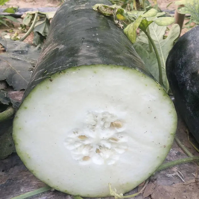 Melon hitam2