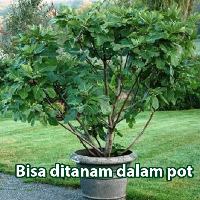 tin3