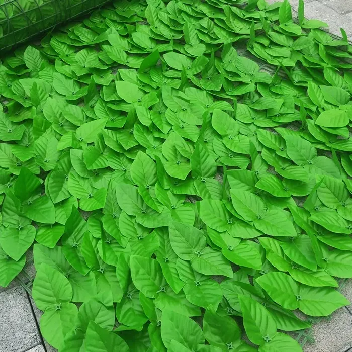 daun3