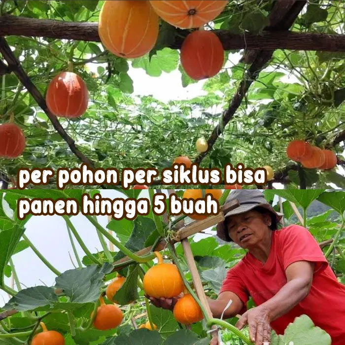 Labu kabocha