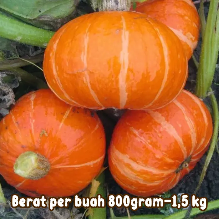 Labu kabocha3