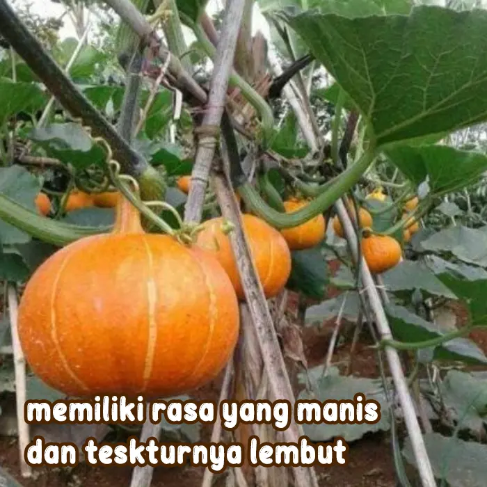 Labu kabocha4