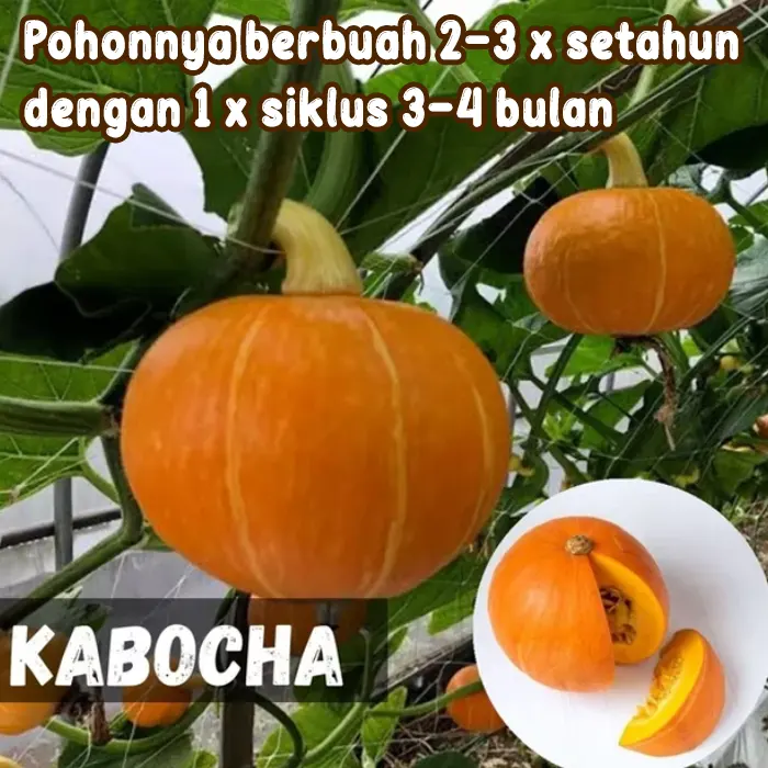 Labu kabocha6