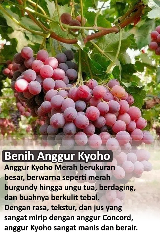 anggur kyoho