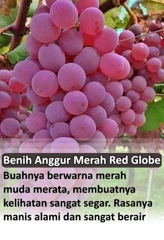 anggur red globe