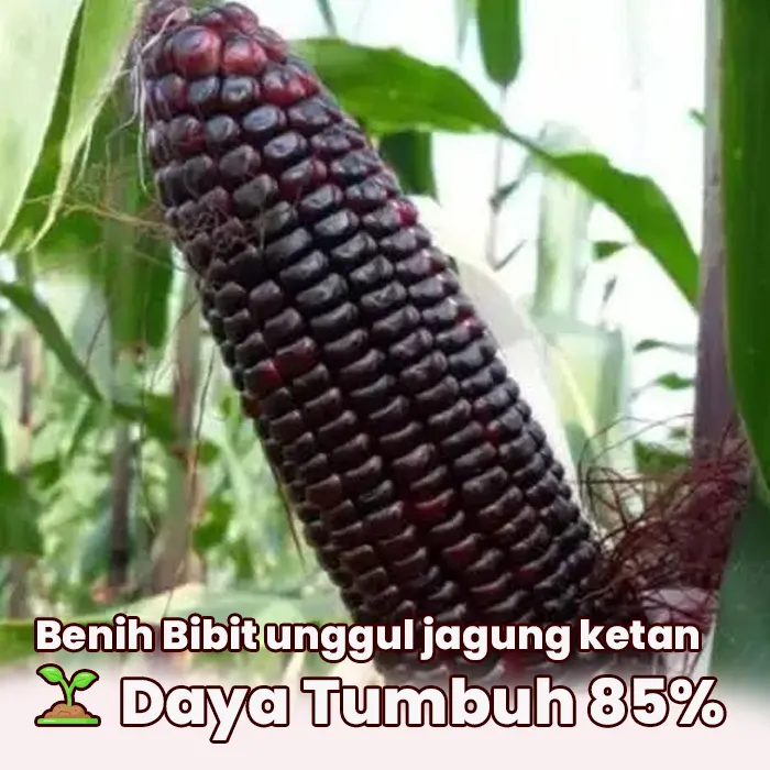 benih jagung