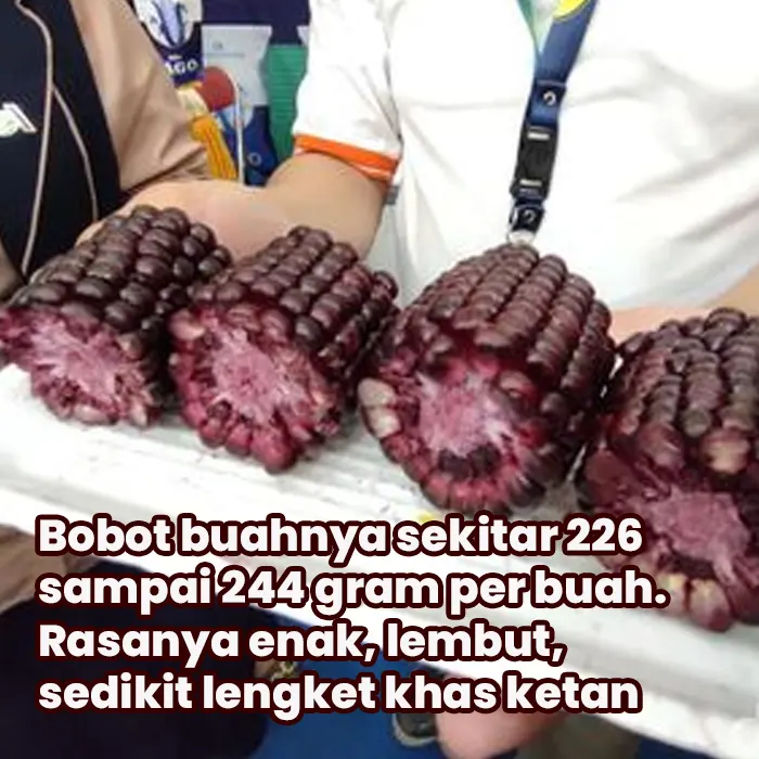 benih jagung2