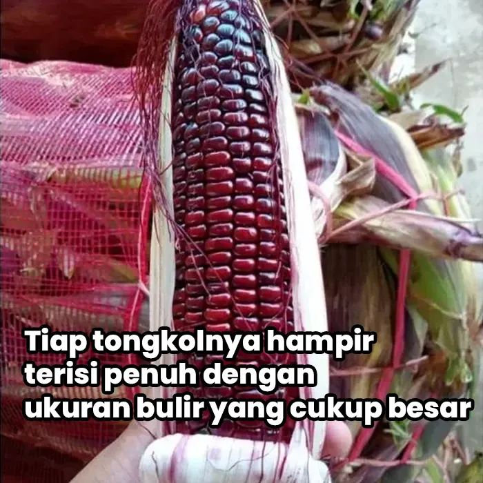 benih jagung4