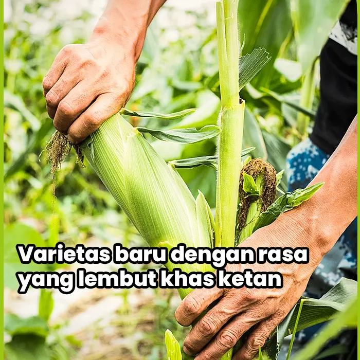 benih jagung5