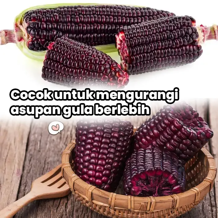 benih jagung6