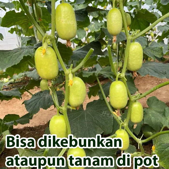 benih timun6