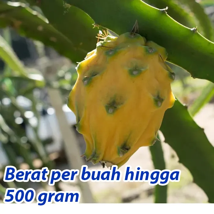 buah naga4