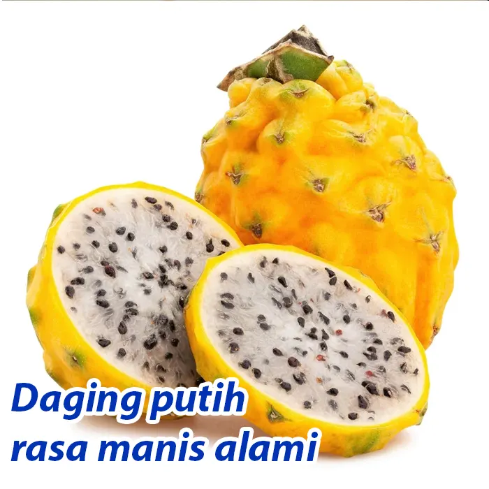 buah naga6