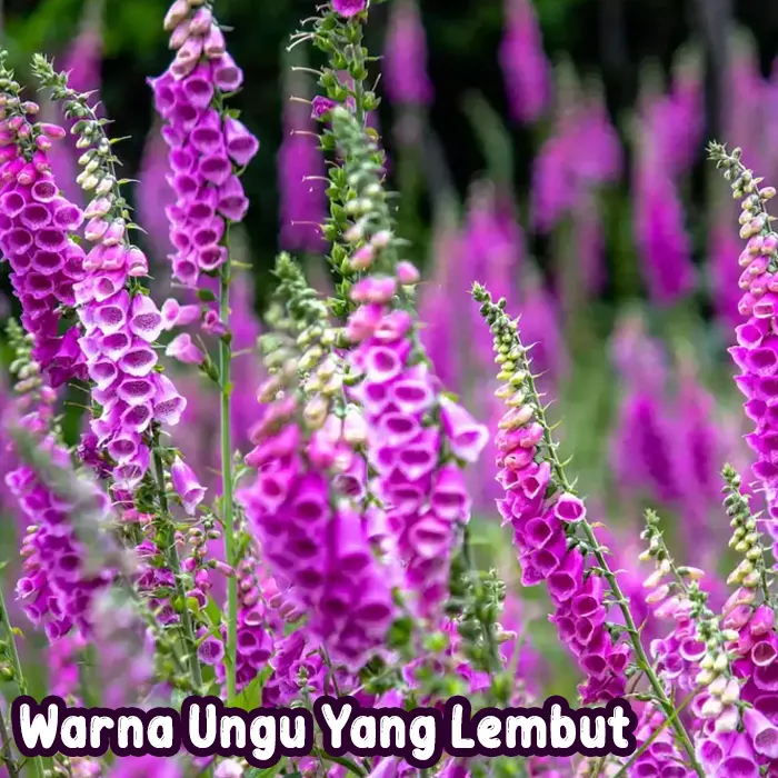 bunga foxglove