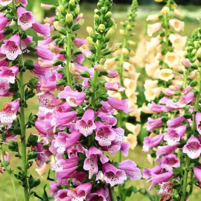 bunga foxglove2