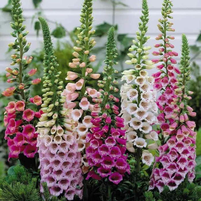 bunga foxglove3