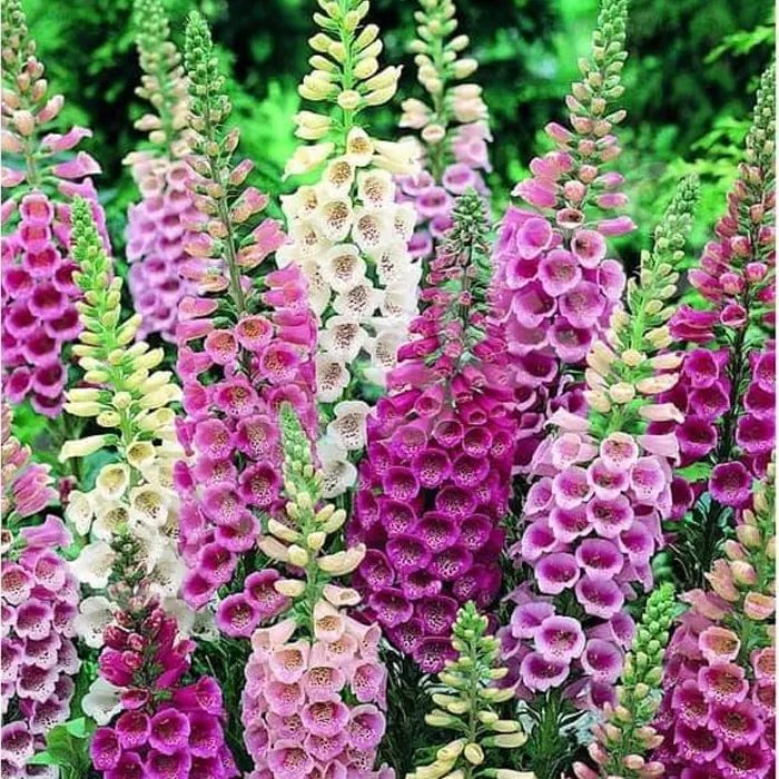 bunga foxglove4