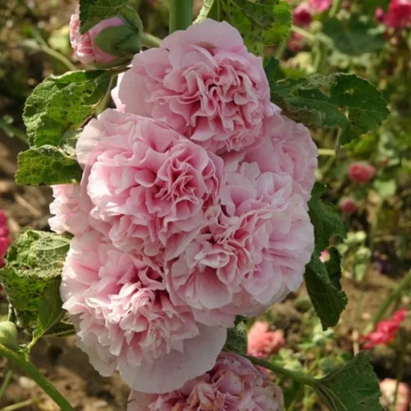 hollyhock (9)