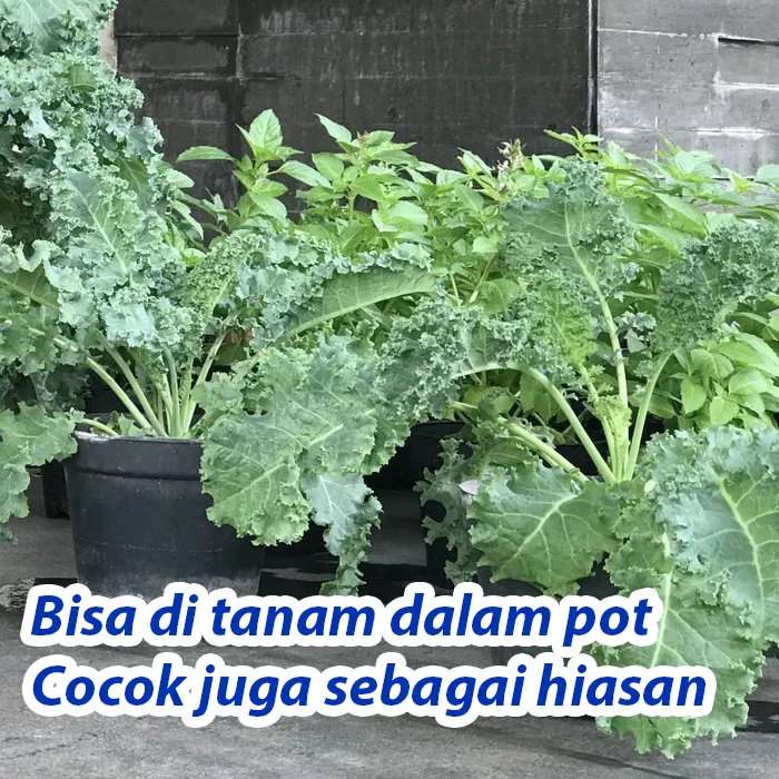 kale6