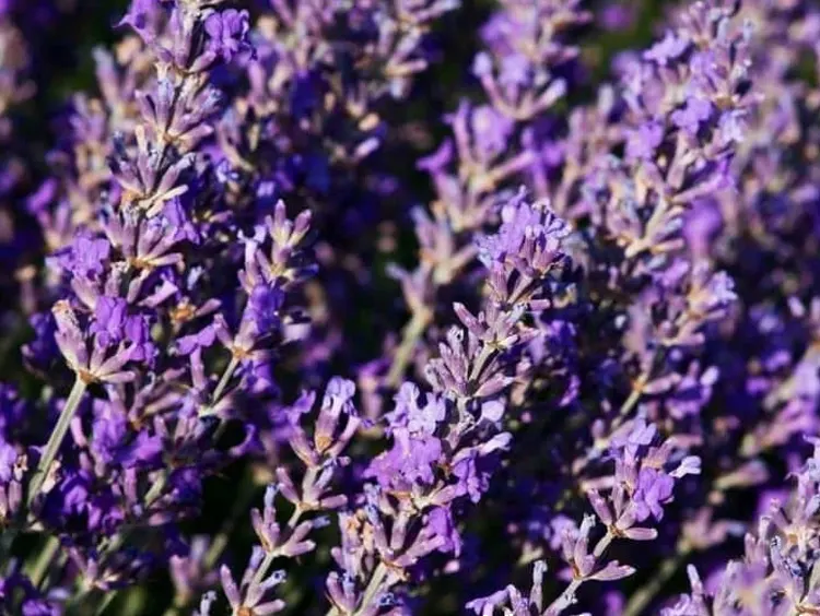 lavender5