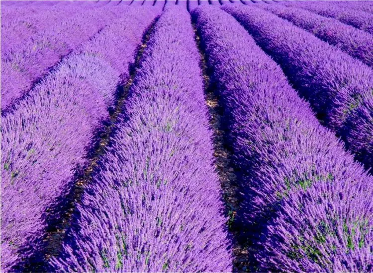 lavender8