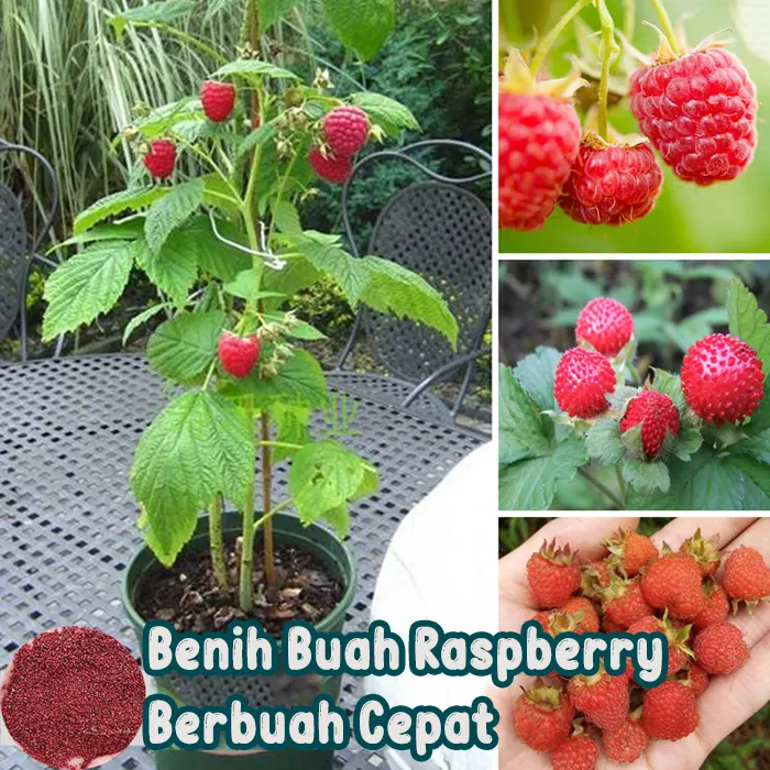 raspberry