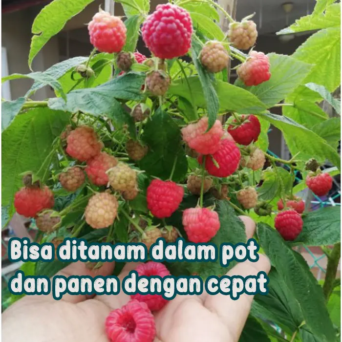 raspberry2