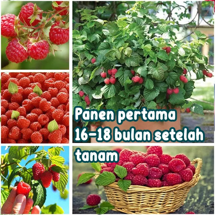raspberry3
