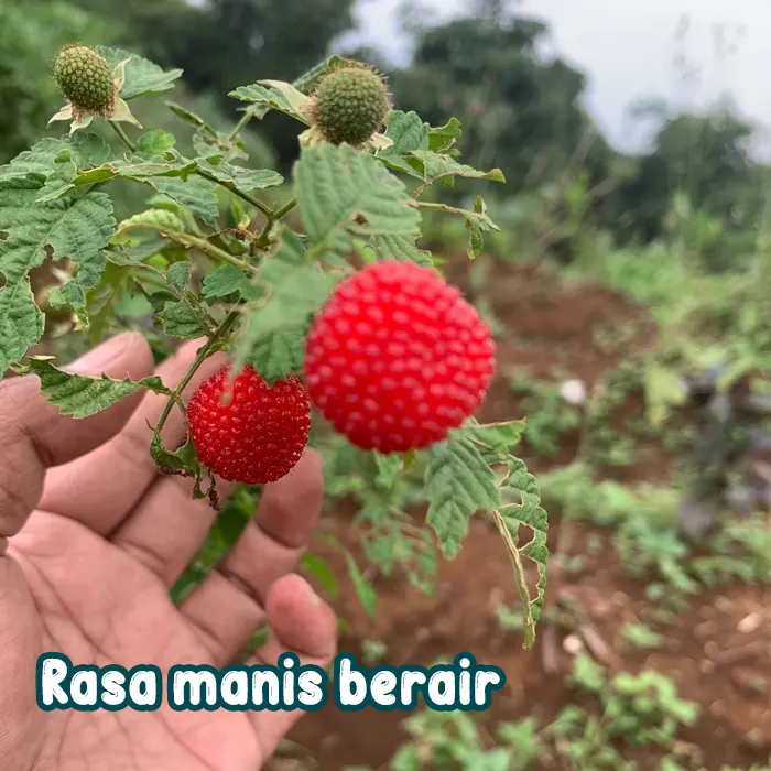 raspberry4