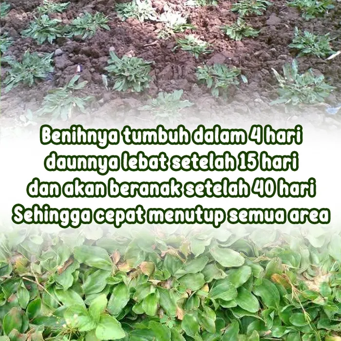 rumput gajah5