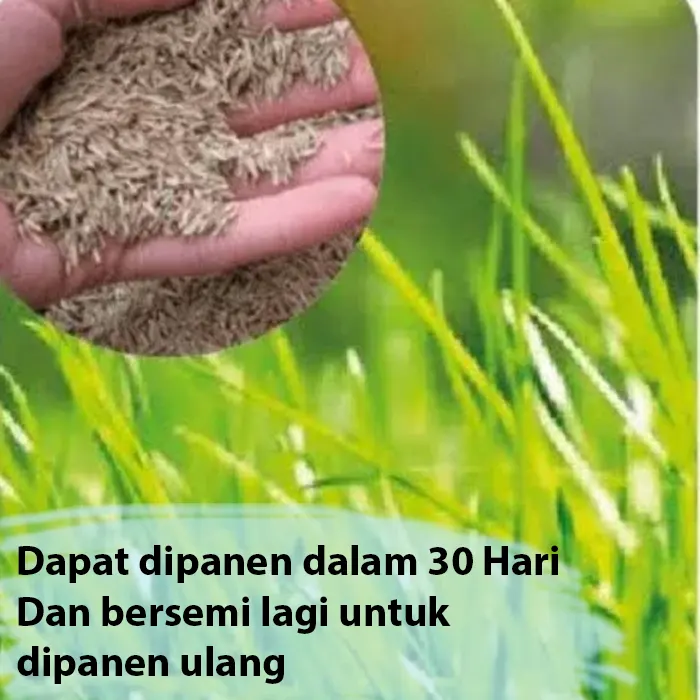 rumput pakan ternak2