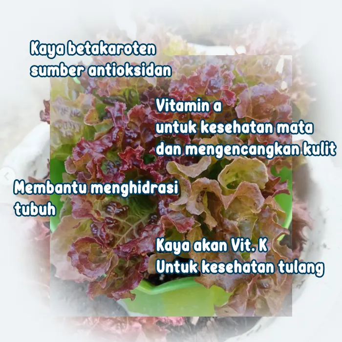 selada keriting merah