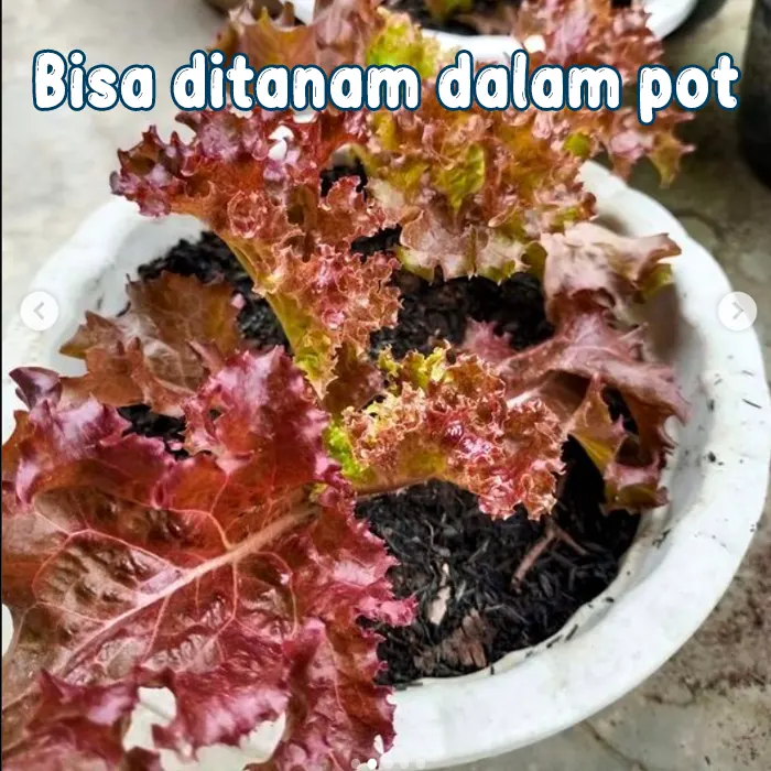 selada keriting merah2