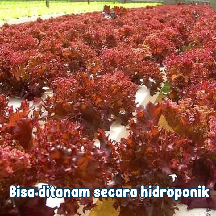 selada keriting merah3