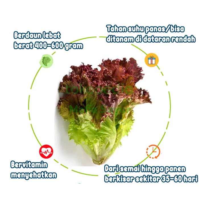 selada keriting merah4