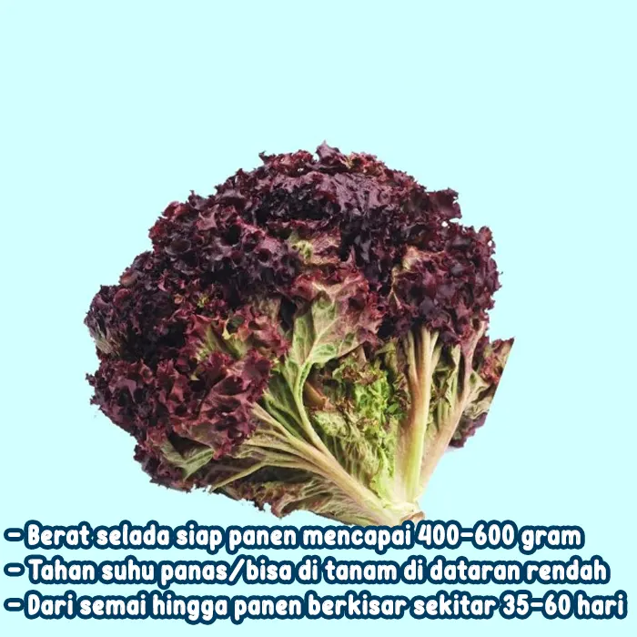 selada keriting merah5