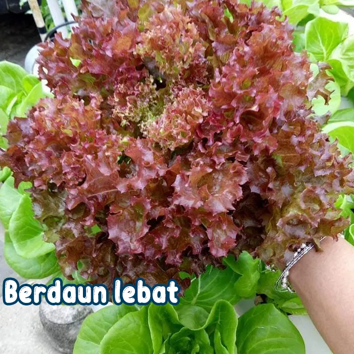 selada keriting merah6