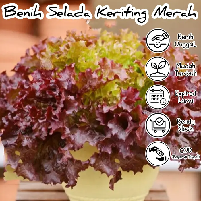 selada keriting merah7