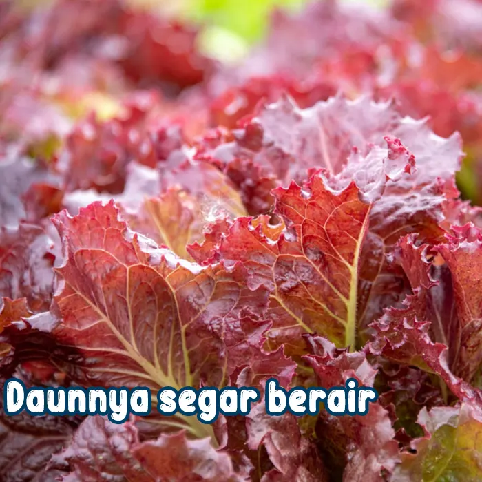 selada keriting merah8