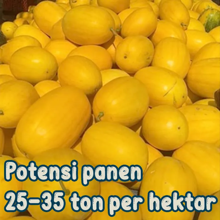 semangka kuning