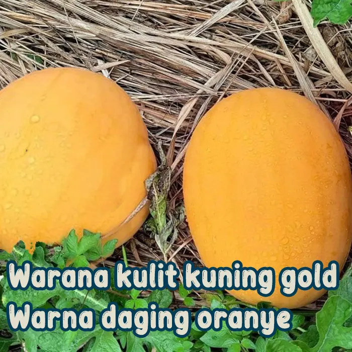 semangka kuning3