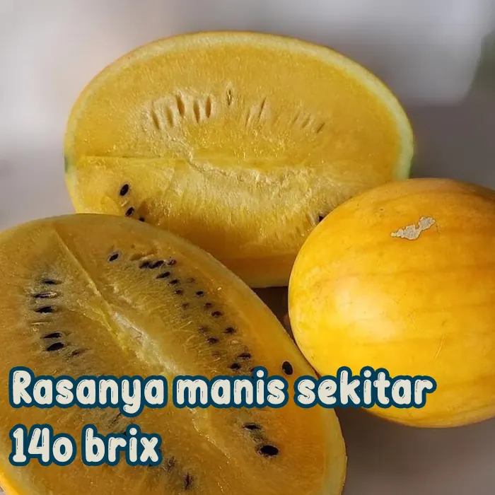 semangka kuning4