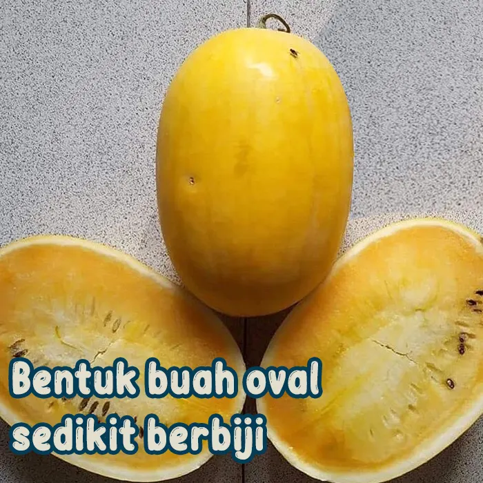 semangka kuning5
