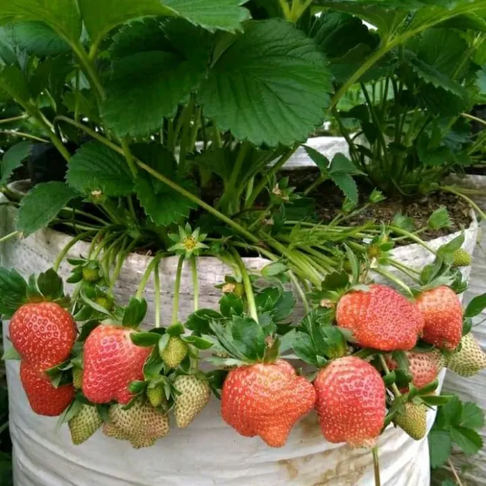 strawberry