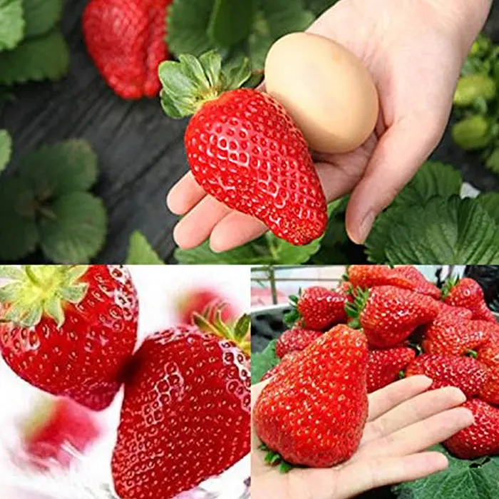 strawberry3