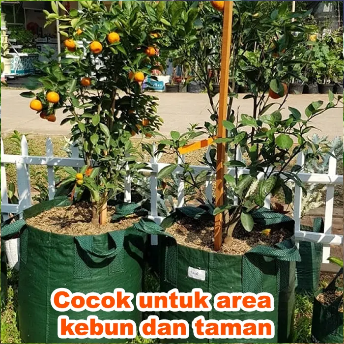 vas growth Tanaman8