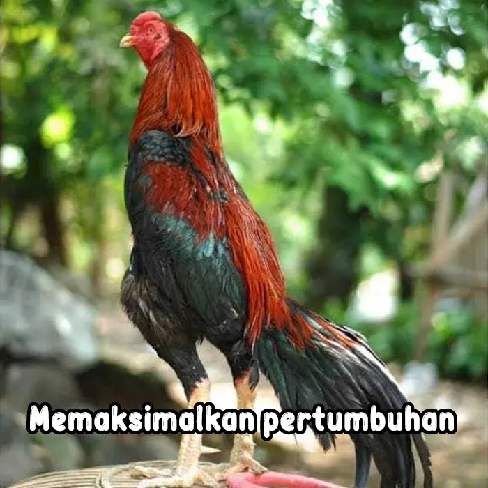 vitamin ayam