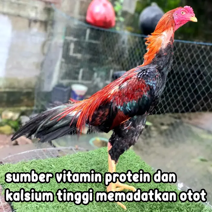 vitamin ayam2